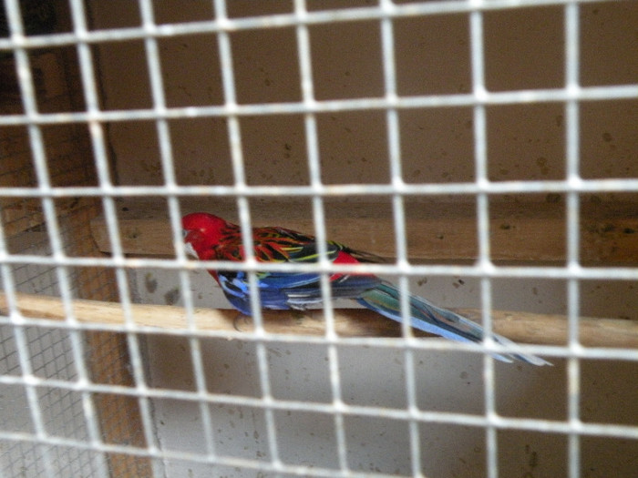 DSCN4767 - A-Rosella