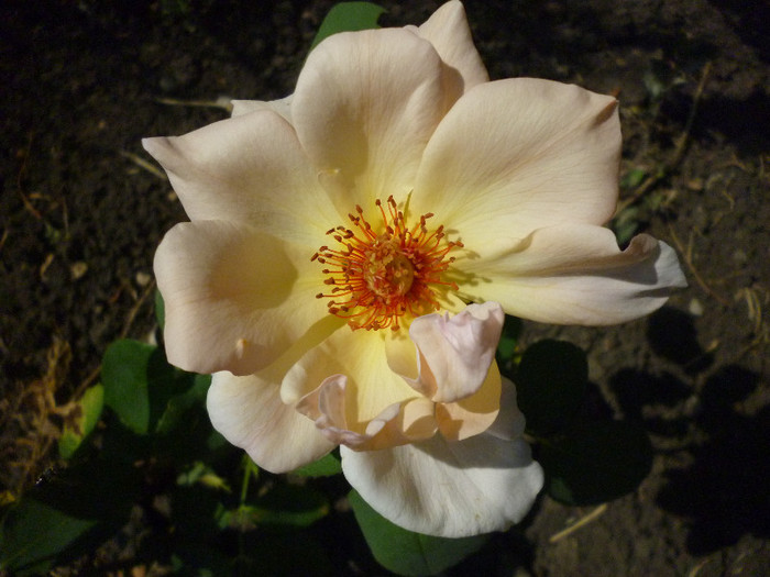 P1010145