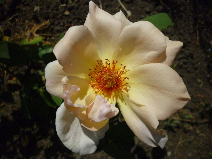 P1010146