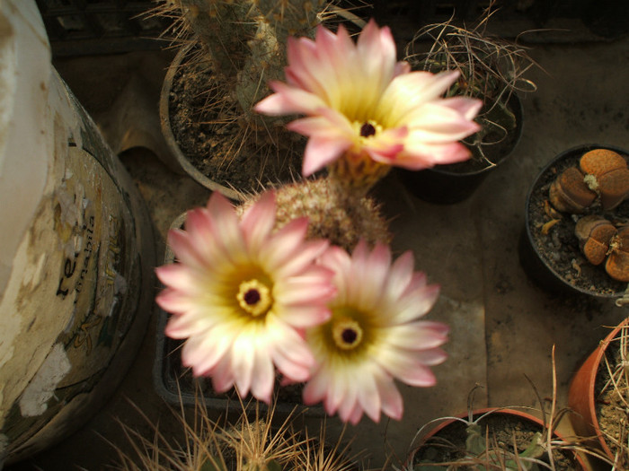 Notocactus rutilans