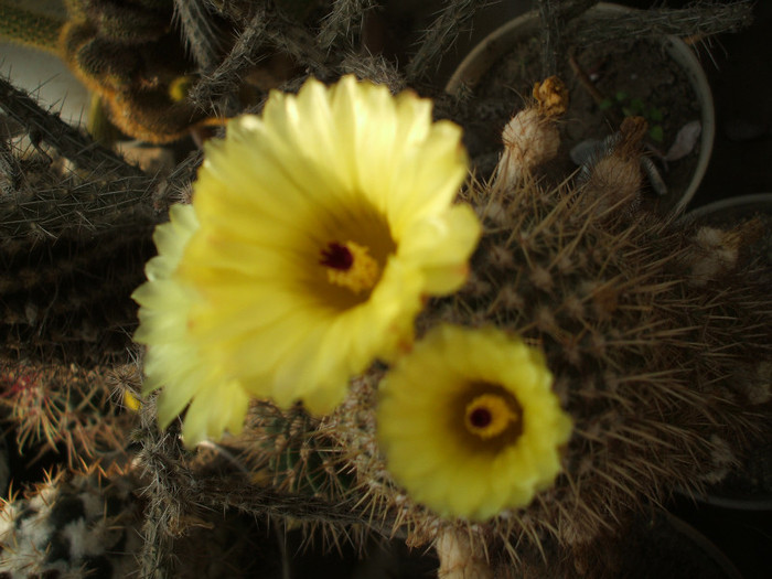 Notocactus mamullosus