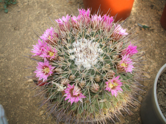 Mamillaria melanocantra