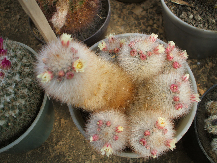 Mamillaria schwartzii