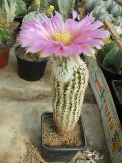 Echinocereus bailey v albispinum