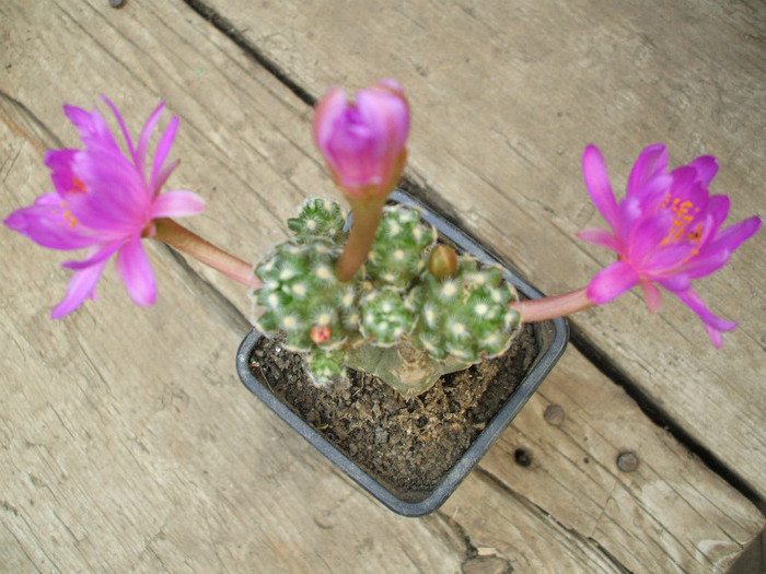 Mamillaria saboe