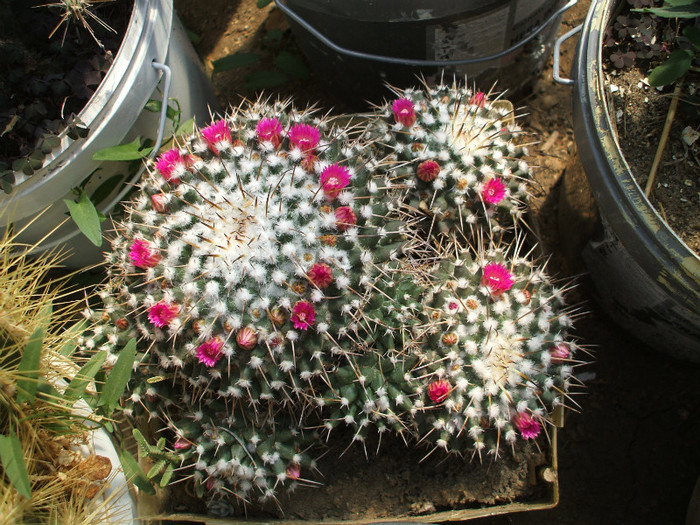 Mamillaria centricirha - ceva mai recent