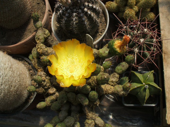 Tephrocactus articulatus v  ovatus - ceva mai recent