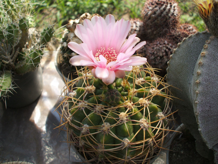 Gymnocalycium - ceva mai recent