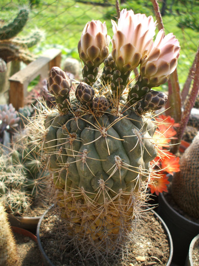 Gymnocalycium zegarae - ceva mai recent