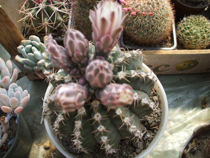 Gymnocalycium quehlianum - ceva mai recent