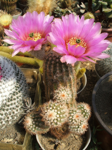 Echinocereus - ceva mai recent