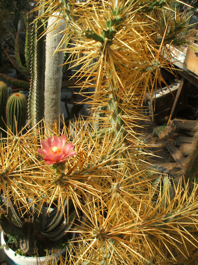 Cylindropuntia molesta