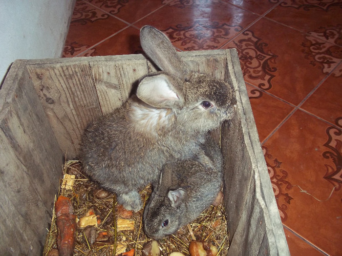 Un pui si un puiut - iepuri 2012