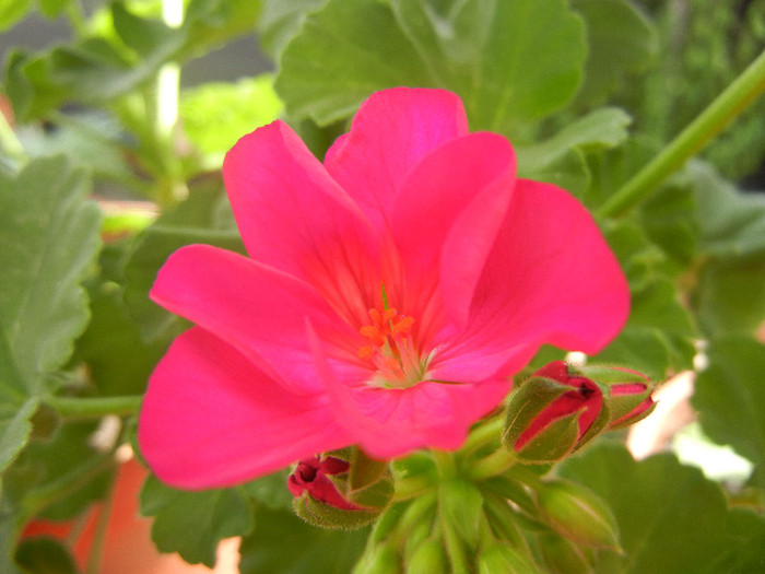 Bright Odette Geranium (2012, Jul.30)