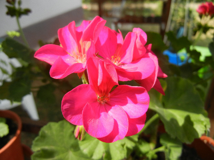 Bright Odette Geranium (2012, Jul.30)