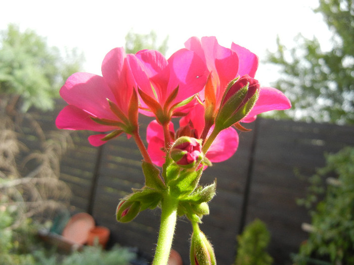 Bright Odette Geranium (2012, Jul.30)