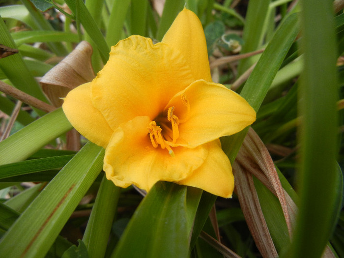 Hemerocallis Stella de Oro (2012, Jul.30) - Hemerocallis Stella de Oro