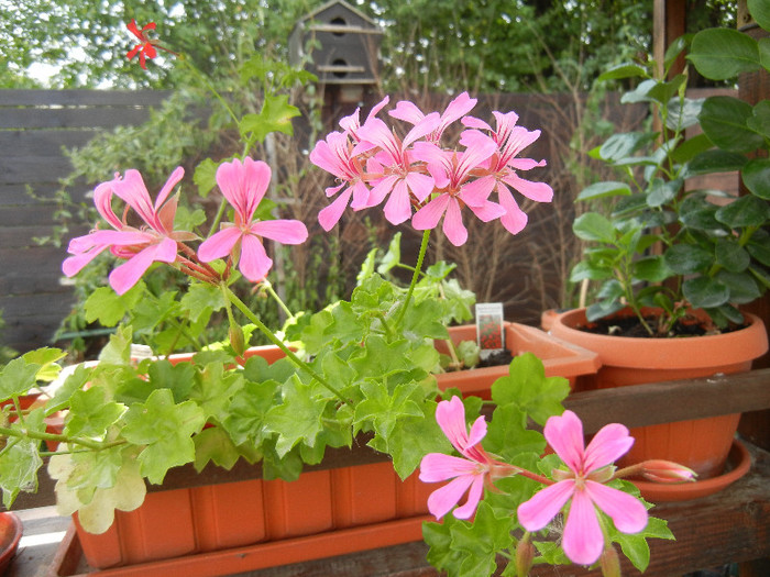 Mini Cascade Pink (2012, July 30) - Ivy-geranium Mini Cascade Pink