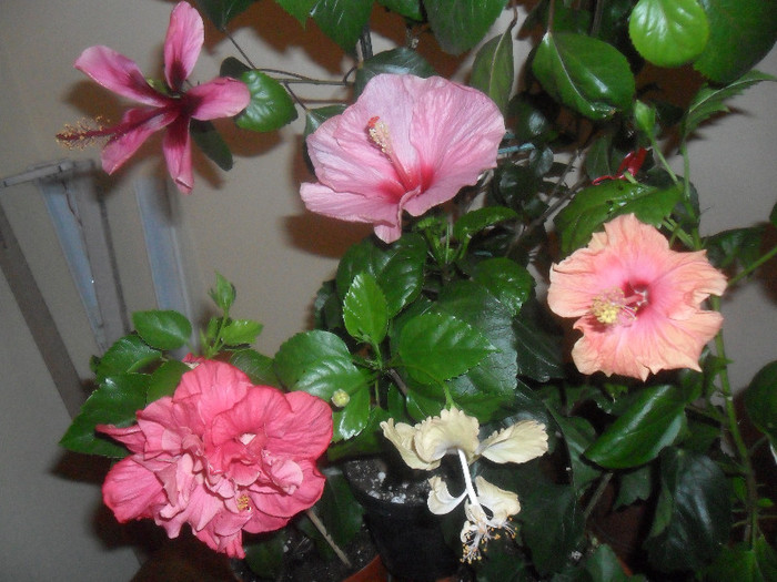 Hibiscus grup