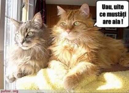 images (16) - Pisici care vorbesc