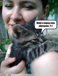 images (17) - Pisici care vorbesc