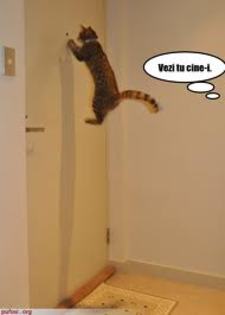 images (23) - Pisici care vorbesc