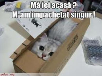 images (25) - Pisici care vorbesc