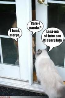 images (28) - Pisici care vorbesc
