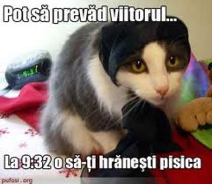 images (32) - Pisici care vorbesc