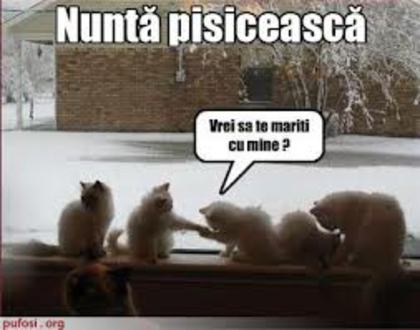 images (37) - Pisici care vorbesc