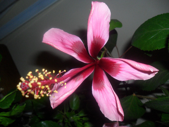 Hibiscus Fidjian Island
