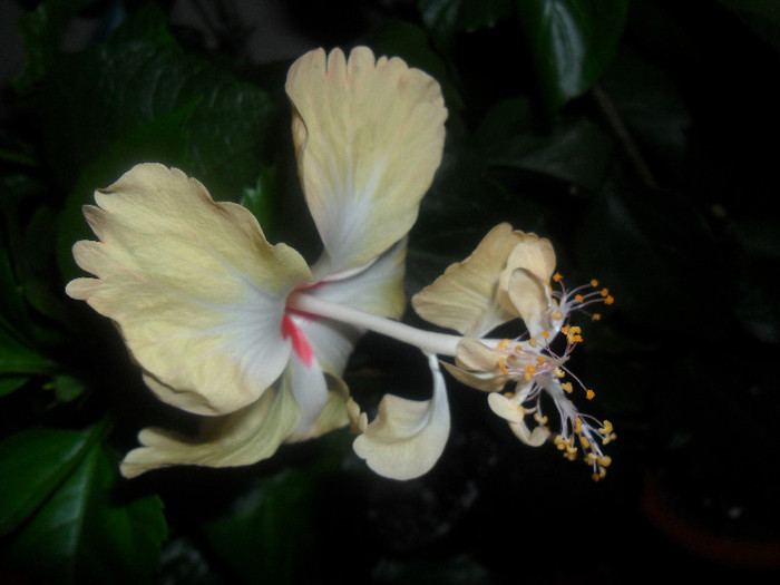 Hibiscus El Capitolio Sport of Sport