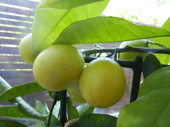 Lemon tree_Lamai (2012, June 19) - Lemon Tree_Lamai