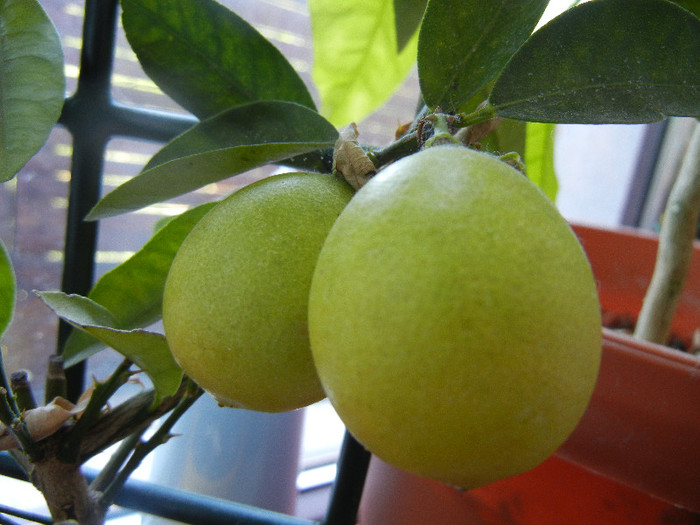 Citrus x limon_Lamai (2012, June 19) - Lemon Tree_Lamai