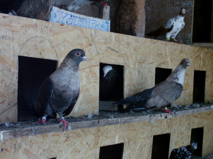 pereche 2011 germania - porumbei egiptian swift
