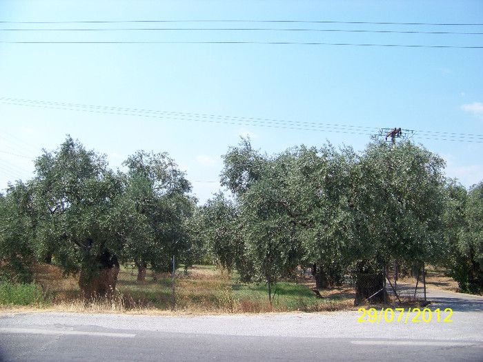 359_7900 - Thassos 2012