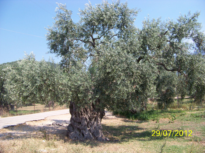 359_7901 - Thassos 2012