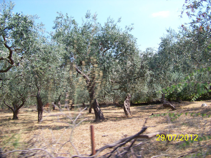 359_7916 - Thassos 2012