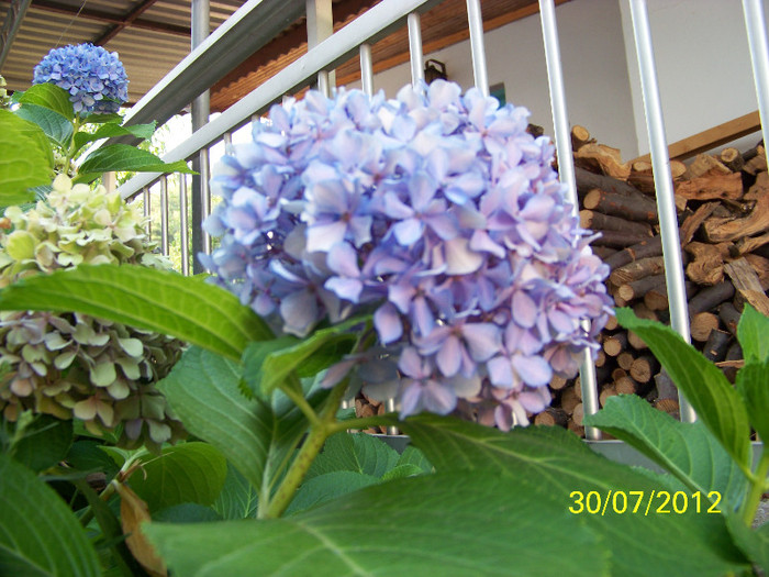 359_7930 - Thassos 2012