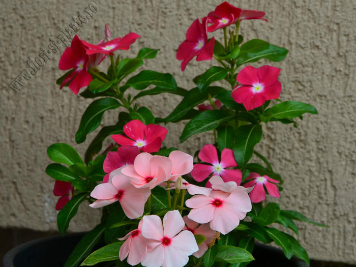 Vinca Rossa - Flori gradina