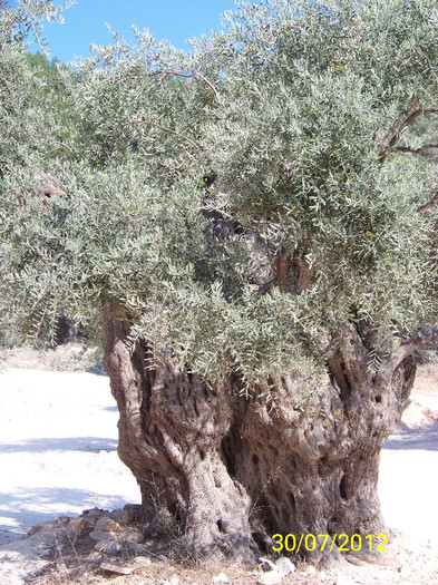 359_7950 - Thassos 2012