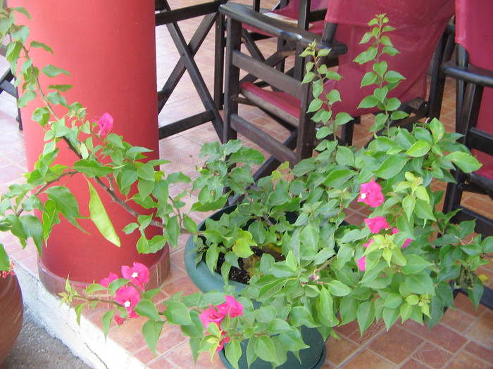 IMG_6046 - Thassos 2012