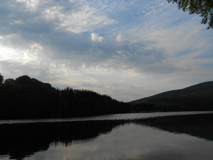 Flori 2012 152; Trei Ape
