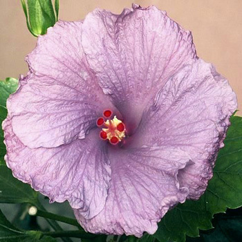 pspurple2 - hibiscus - parintii lor