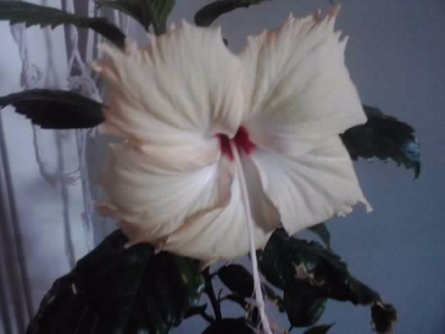 sprinkle rain - hibiscusi-2012-1