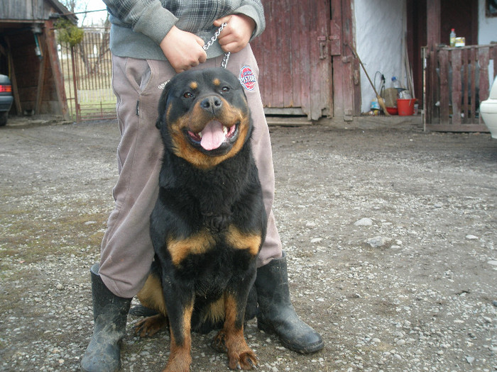 iris la 1,2 luni - 1 aa--  catea ASIA CENTRALA ROTTWAILER - si  fem ASIA CENTRALA