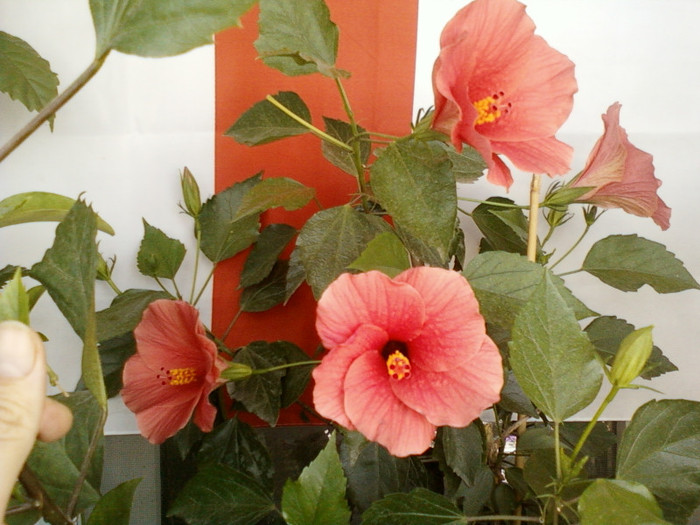 30 iulie 2012-flori 004