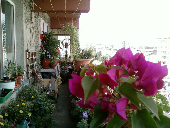 30 iulie 2012-flori 026