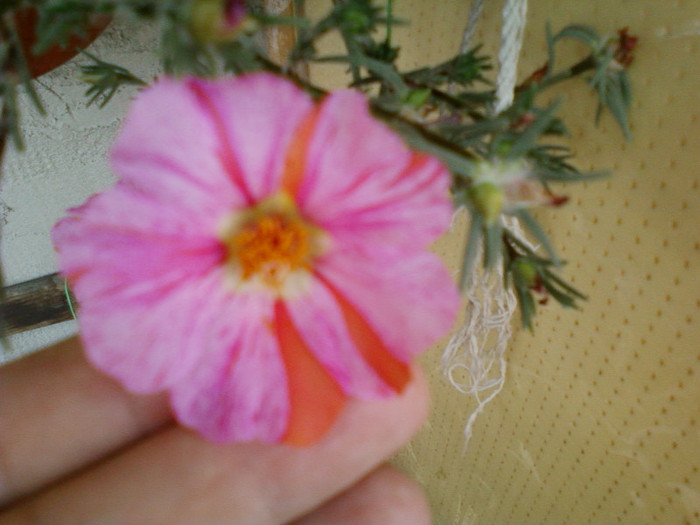 portulaca pestrita