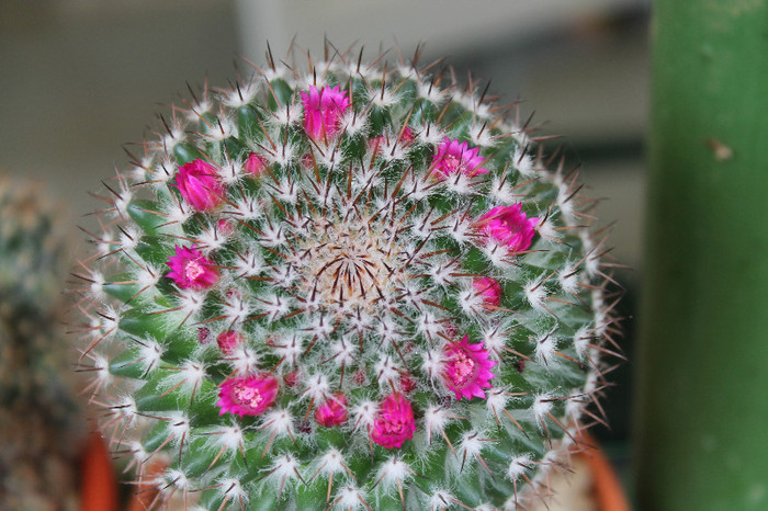 cactusi infloriti 001 - cactusi si suculente infloriti 2012